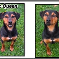 MC QUEEN, chien à adopter