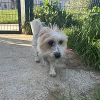 ACHILLE, chien à adopter