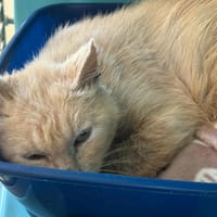 Pumki, chat à adopter