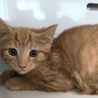 ARYA réservée, chatte à adopter