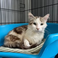 Nino, chat à adopter