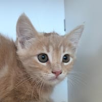 ATLAS réservé, chat à adopter