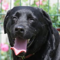 OLYNE, chienne à adopter
