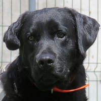 TIC TOC, chien à adopter