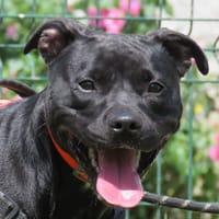 NINA, chienne à adopter