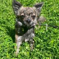 ANETTE, chienne à adopter