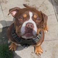 CHOCO, chien à adopter