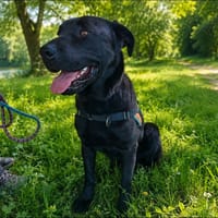 TINA, chienne à adopter