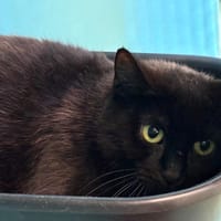 Céleste, chatte à adopter