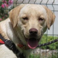 AUBE, chienne à adopter