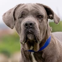 VIOLETTE, chienne à adopter