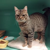 ANDY PAB28599, chat à adopter