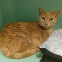 NOUCHKA PAB28764, chatte à adopter