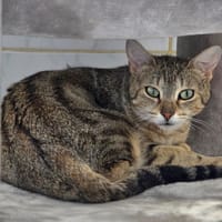 Oups, chatte à adopter