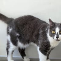 Mimi, chat à adopter