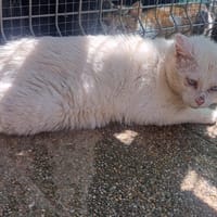 Mango, chat à adopter