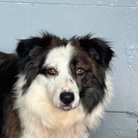 PERICLESS, chienne à adopter