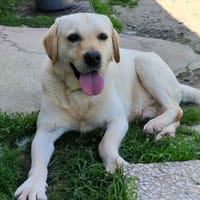TAPAS, chien à adopter