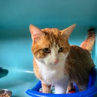 Marceau, chat à adopter