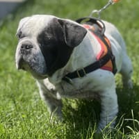 FLOKI, chien à adopter