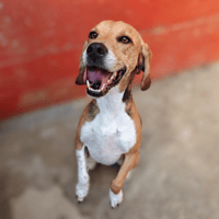 MAYKO, chien à adopter