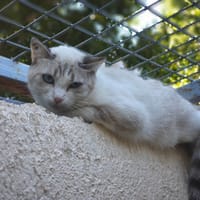 Basile, chat à adopter