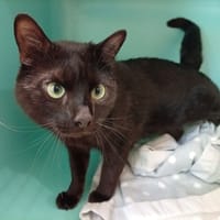 ARROW, chat à adopter