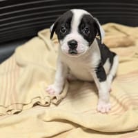 SVEN, chien à adopter