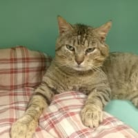 BERLIN PAB28701, chat à adopter