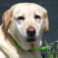 ROUSSETTE, chienne à adopter