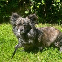 VENUS, chienne à adopter