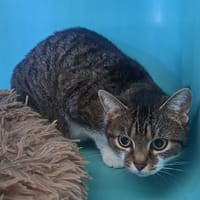 HERMIONE, chatte à adopter
