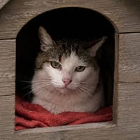 ENGIE, chatte à adopter