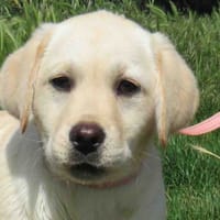 BAÏNE, chienne à adopter