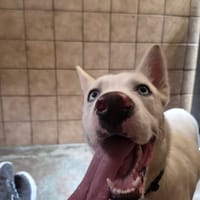 ATLAS, chien à adopter