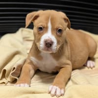 KINAÏ, chien à adopter