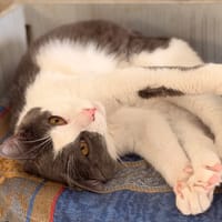 MENETIOS, chat à adopter
