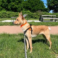 AMOK, chien à adopter