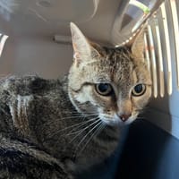 POUSHY, chatte à adopter