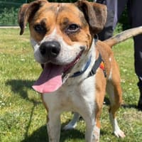 Cookie, chien à adopter