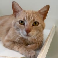 MIKA, chat à adopter