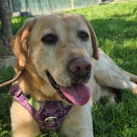 STYL pas sté, chien à adopter