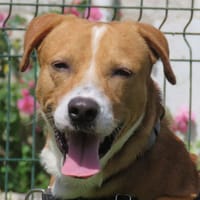 SHIPPER, chien à adopter