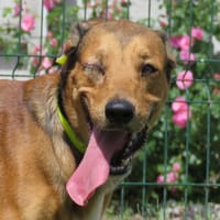 MAUGREY, chien à adopter