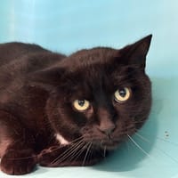 Pompon, chat à adopter
