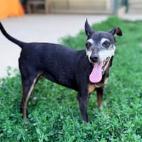 FALUCHE et Bidouille, chienne à adopter