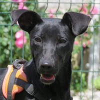 FRISKY, chienne à adopter
