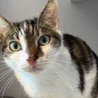 Teemo, chat à adopter