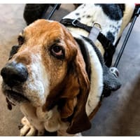 NEWTON, chien à adopter