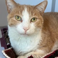 SHERWOOD, chat à adopter